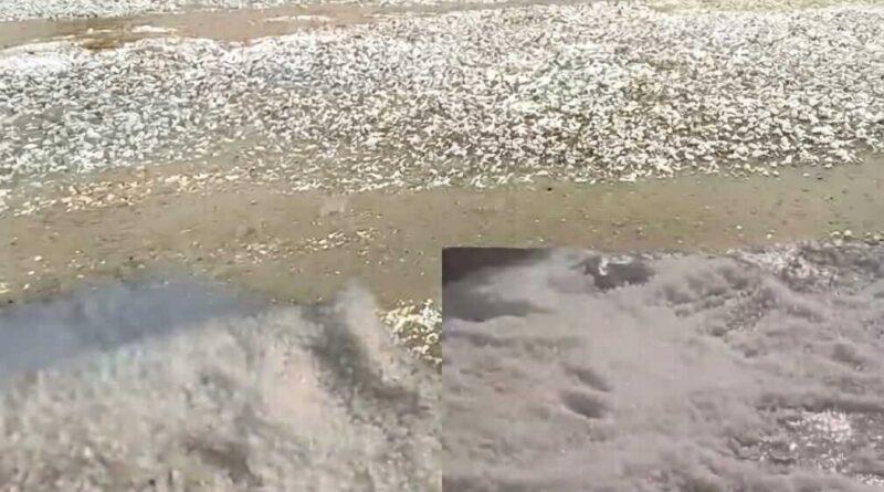 dera-ghazi-khan-hailstorm-farmer-grief-urdupoint-press