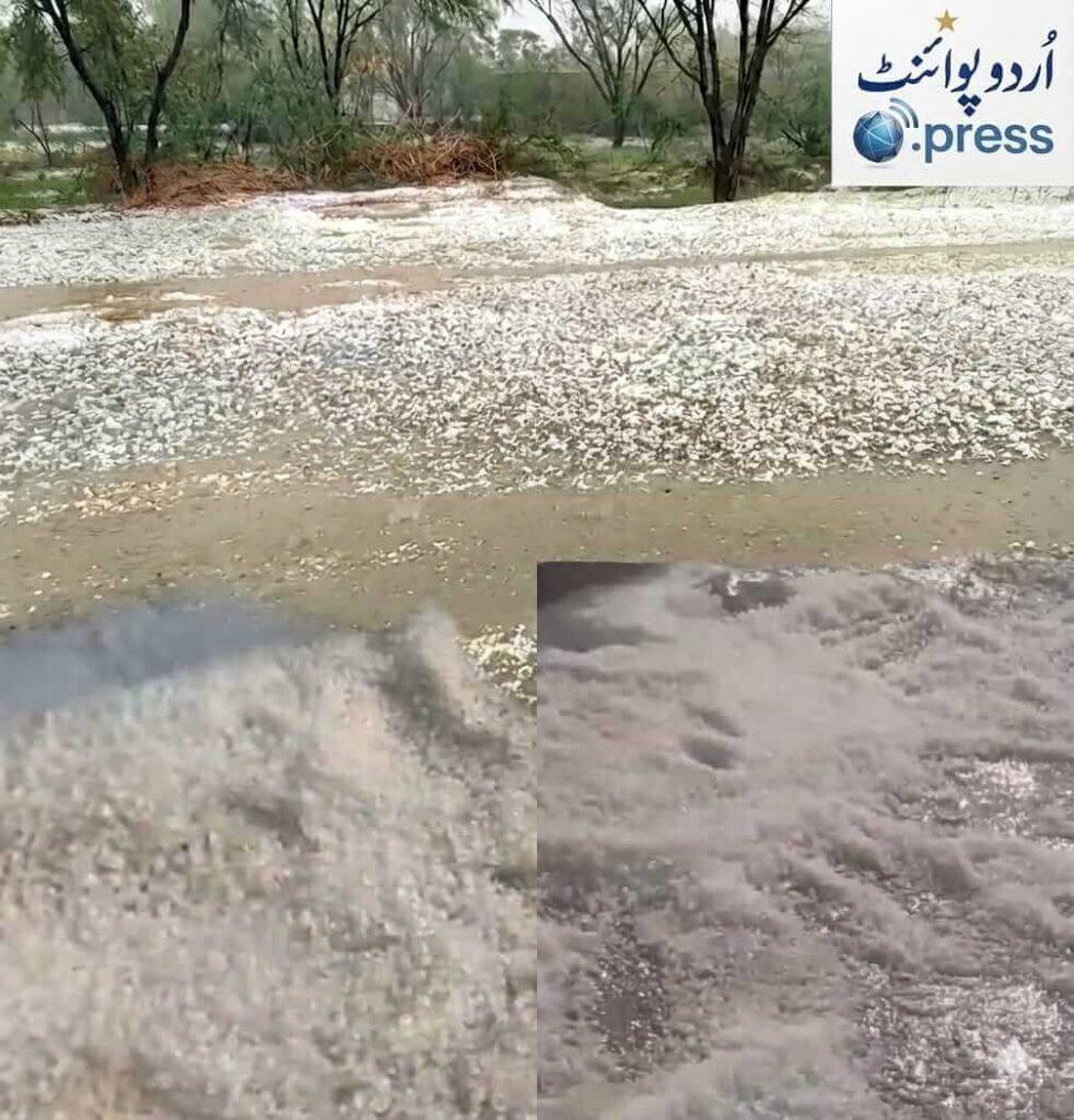 ڈیرہ غازی خان میں ژالہ باری سے تباہ شدہ گندم کی فصل اور مایوس کسان کا منظر